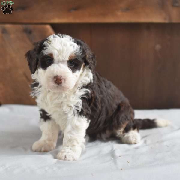 Miley, Mini Bernedoodle Puppy